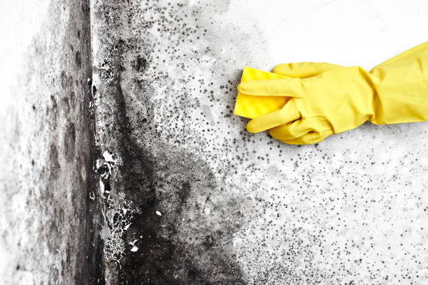 Best Mold Removal Specialists  in Trevorton, PA