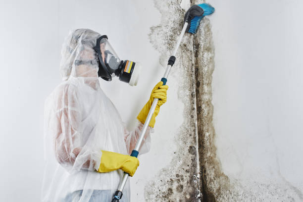 Best Local Mold Removal Service  in Trevorton, PA