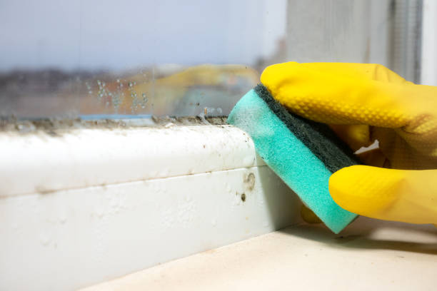 Best Mold Remediation  in Trevorton, PA