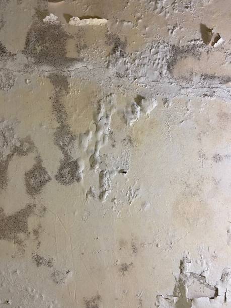 Professional Mold Removal in Trevorton, PA