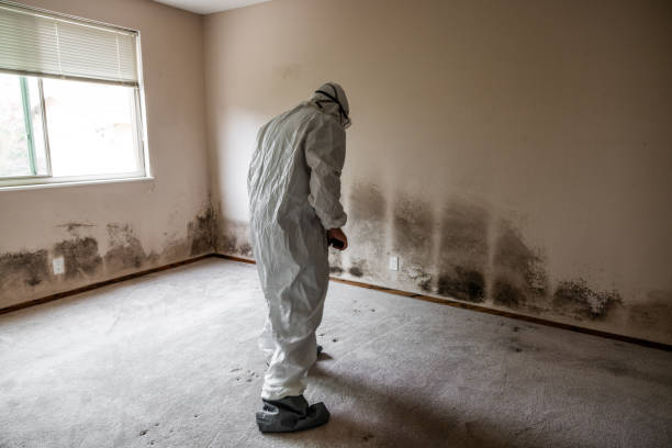 Best Mold Cleaning Services  in Trevorton, PA