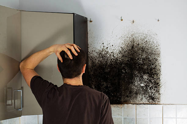 Mold Testing and Removal in Trevorton, PA