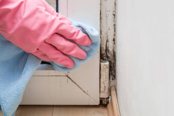 Best Toxic Mold Removal  in Trevorton, PA