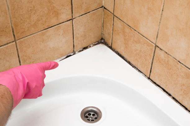 Best Certified Mold Removal  in Trevorton, PA